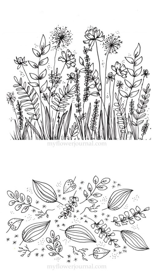 Botanical Illustration Black And White