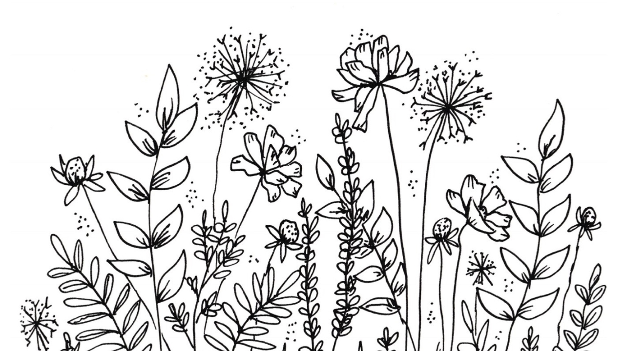 https://www.myflowerjournal.com/wp-content/uploads/2018/06/My-Botanical-Line-Drawings.jpg