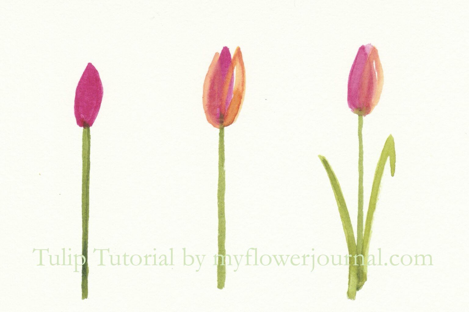 Easy Watercolor Tulip Tutorial My Flower Journal